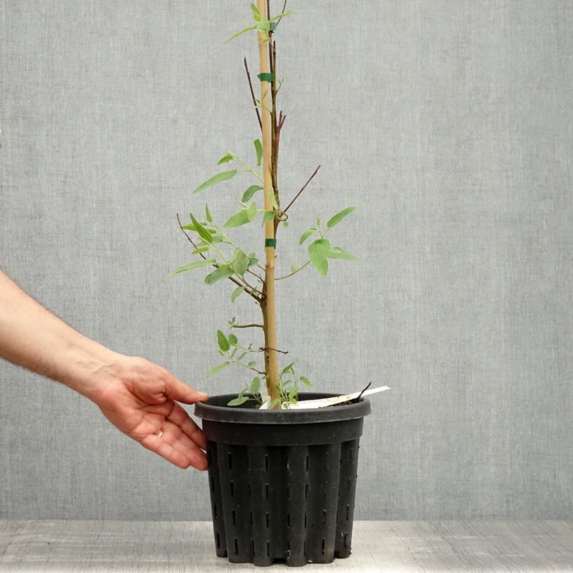 Example of Corymbia citriodora - Eucalyptus citronné Pot de 3L/4L as you get in printemps