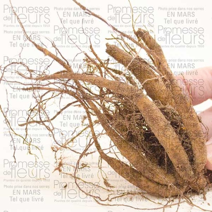 Example of Cosmos atrosanguineus - Cosmos chocolat Bulbe calibre I as you get