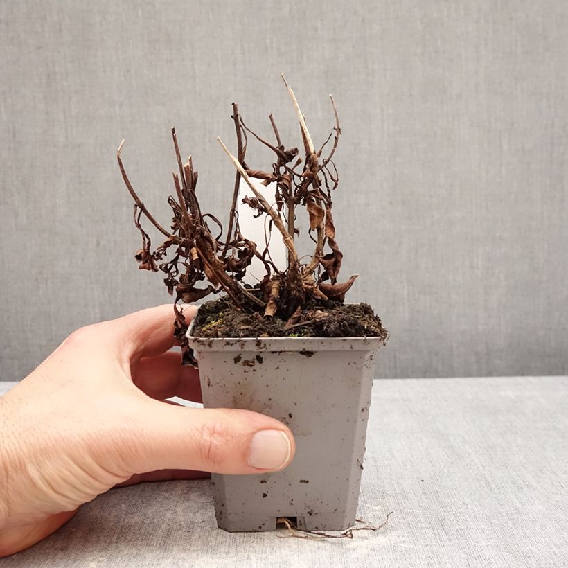 Example of Cosmos atrosanguineus - Cosmos chocolat Godet de 8/9 cm calibre I as you get in hiver