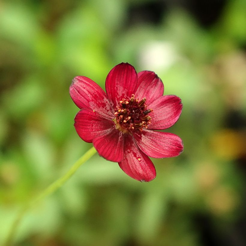 Cosmos atrosanguineus Eclipse - Cosmos chocolat (Flowering)