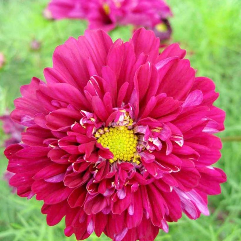 Graines de Cosmos Double Click Cranberries - Cosmos bipinnatus (Flowering)