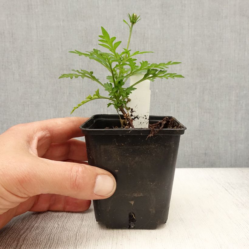 Spécimen de Cosmos sulphureus Mandarin - Cosmos soufré orange Godet de 8/9 cm tel que livré au printemps