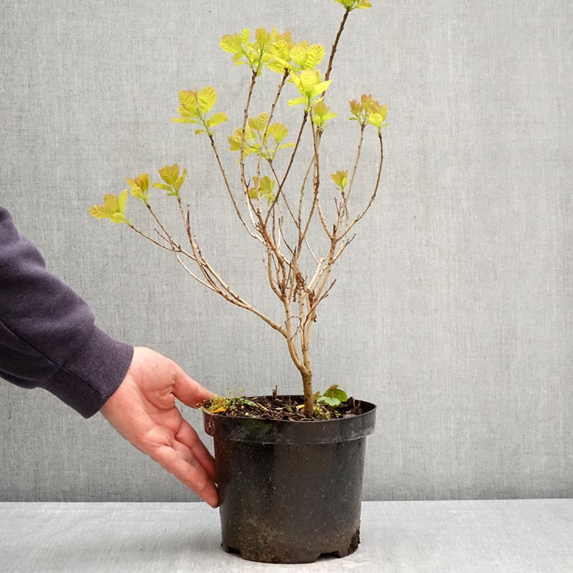 Spécimen de Cotinus coggygria Lemon Lady - Arbre à perruques Pot de 2L/3L tel que livré au printemps