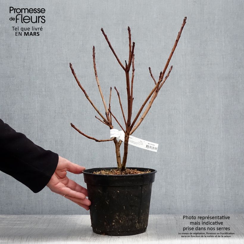 Example of Cotinus coggygria Old Fashioned - Arbre à Perruques Pot de 3L/4L as you get in printemps