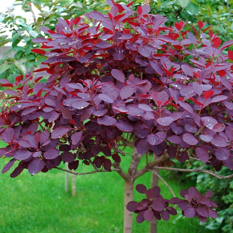 Cotinus coggygria Royal Purple - Arbre à perruque  (Foliage)