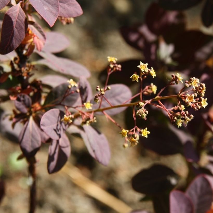 Cotinus coggygria Royal Purple - Arbre à perruque  (Flowering)