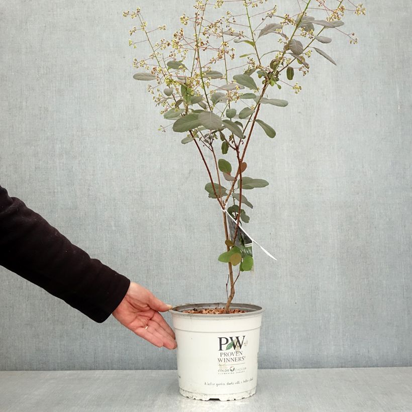 Spécimen de Cotinus coggygria Winecraft Black - Arbre à perruque Pot de 3L/4L tel que livré au printemps