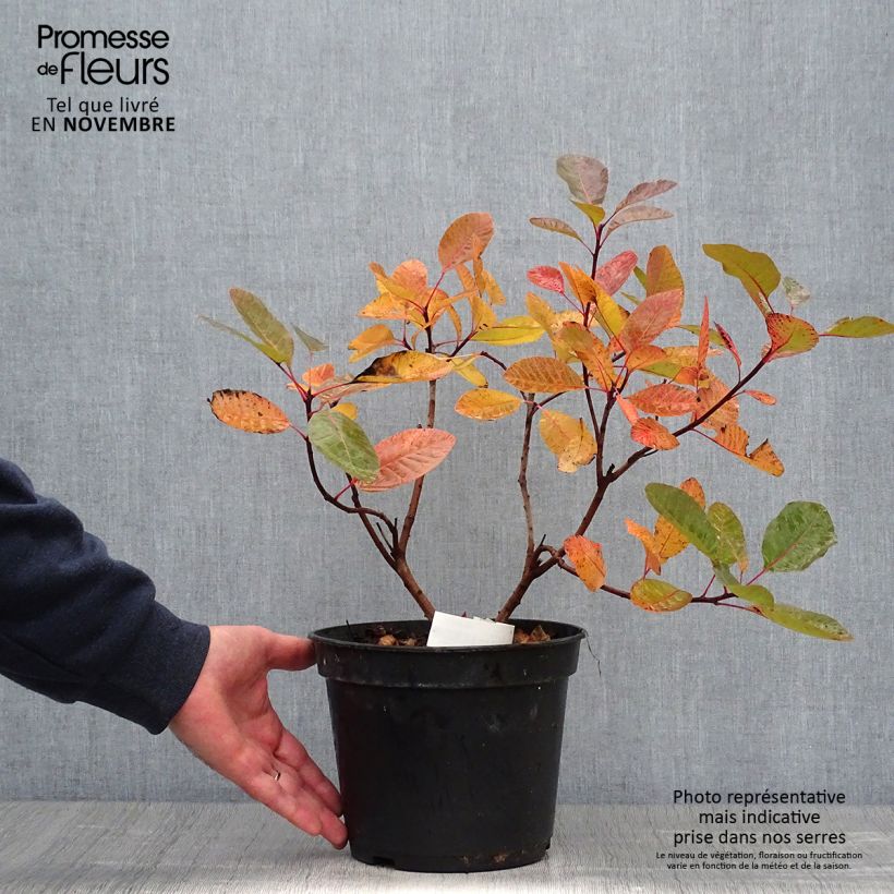 Spécimen de Cotinus Grace - Arbre à perruque Pot de 6L/7L tel que livré en automne