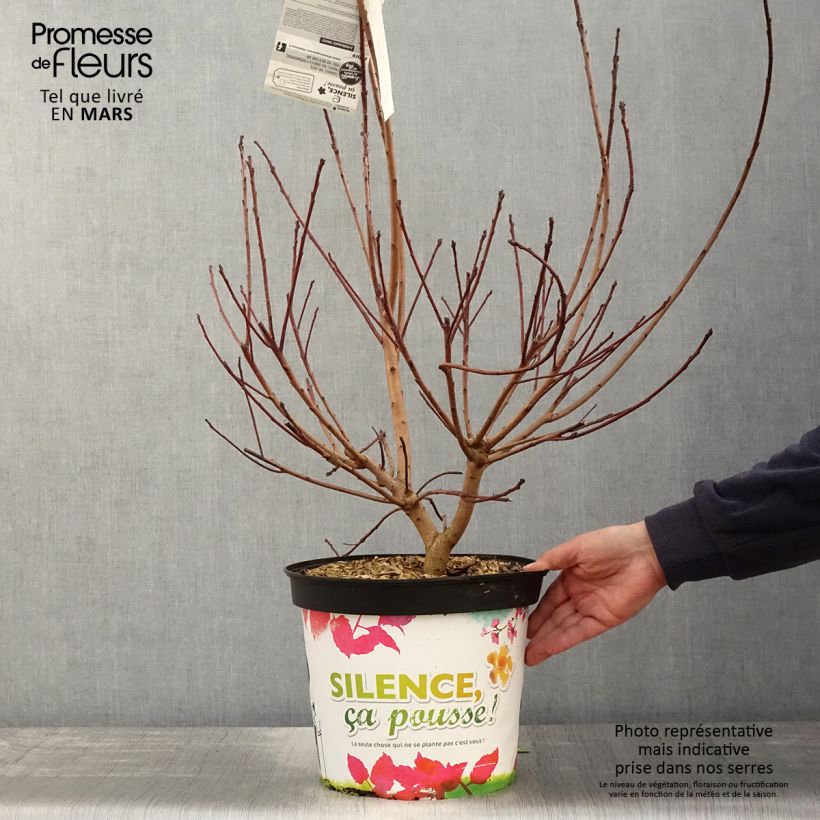 Example of Cotinus Grace - Arbre à perruque Pot de 7,5L/10L as you get in printemps
