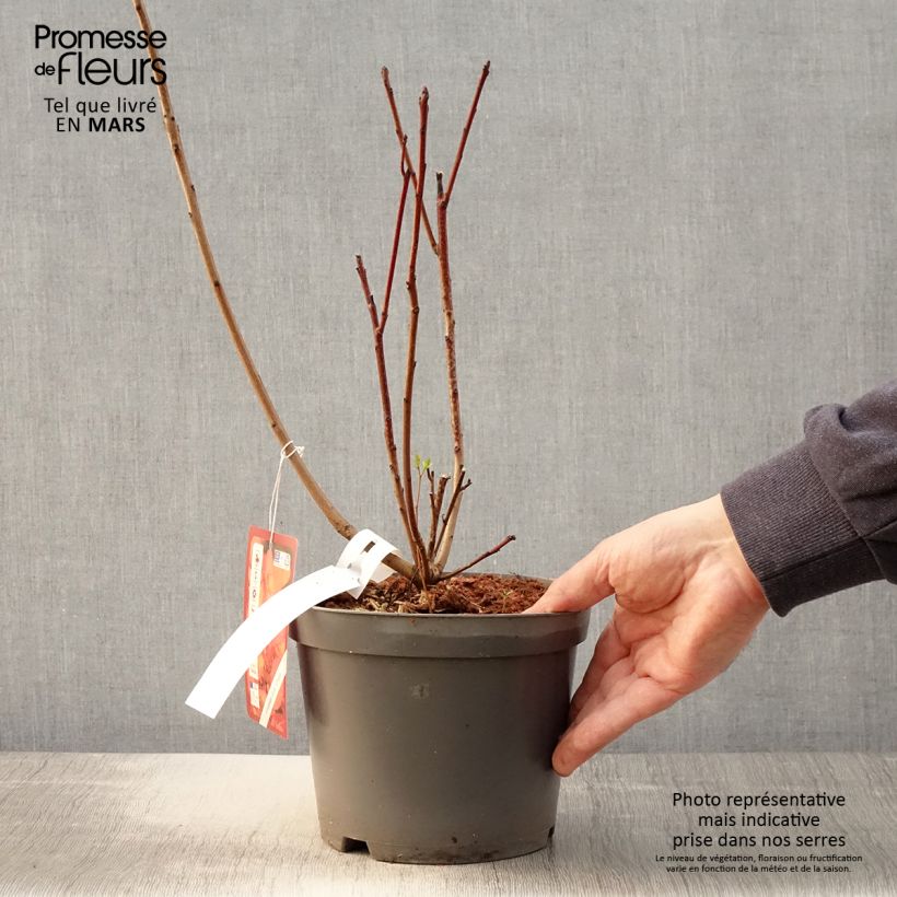 Example of Cotinus Grace - Arbre à perruque Pot de 2L/3L as you get in printemps