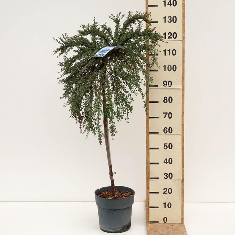 Spécimen de Cotoneaster congestus Pot de 7,5L/10L, Tige, Tige de 80 tel que livré en été