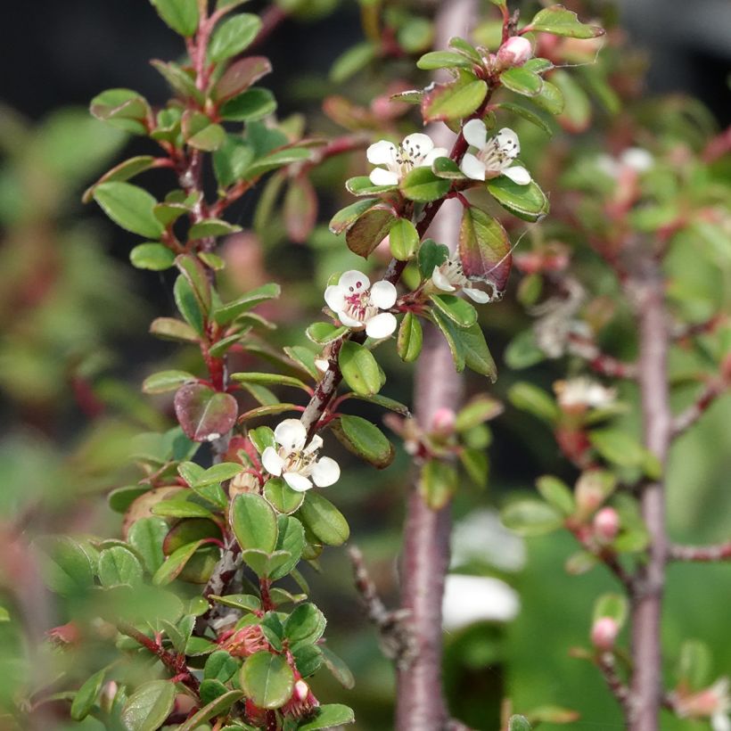 Cotonéaster dammeri Eichholz (Floraison)