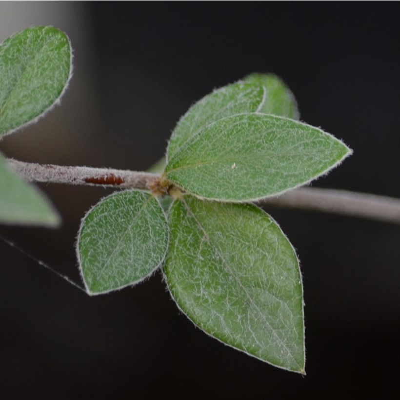 Cotoneaster franchetii - Cotonéastre de Franchet (Foliage)