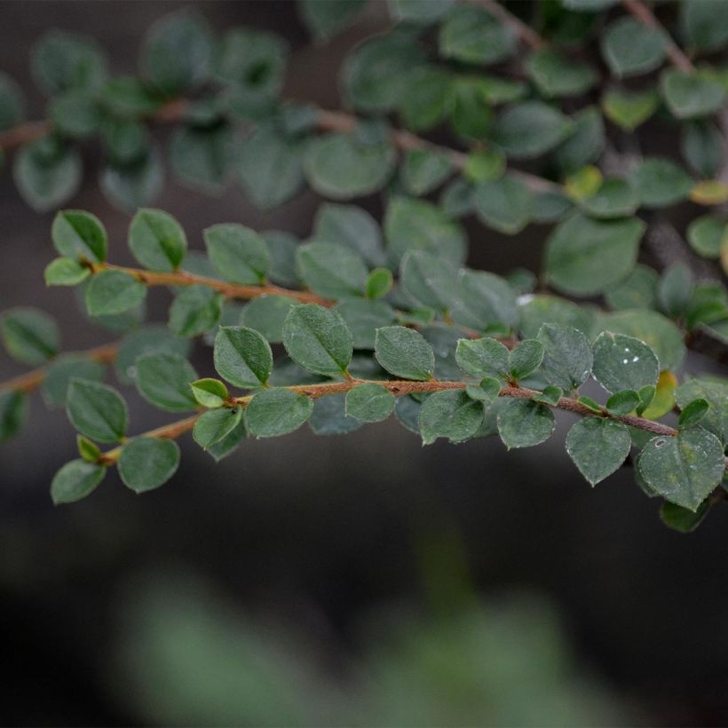 Cotoneaster horizontalis - Cotonéaster rampant (Foliage)