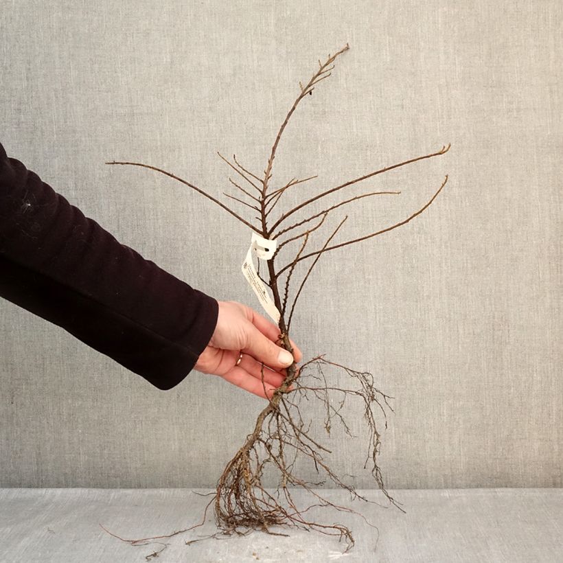 Example of Cotoneaster horizontalis - Cotonéaster rampant Racines nues as you get in hiver