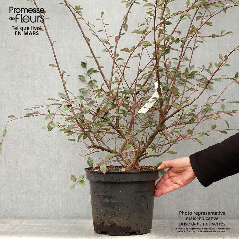 Example of Cotoneaster lacteus - Cotonéaster laiteux Pot de 7,5L/10L as you get in printemps