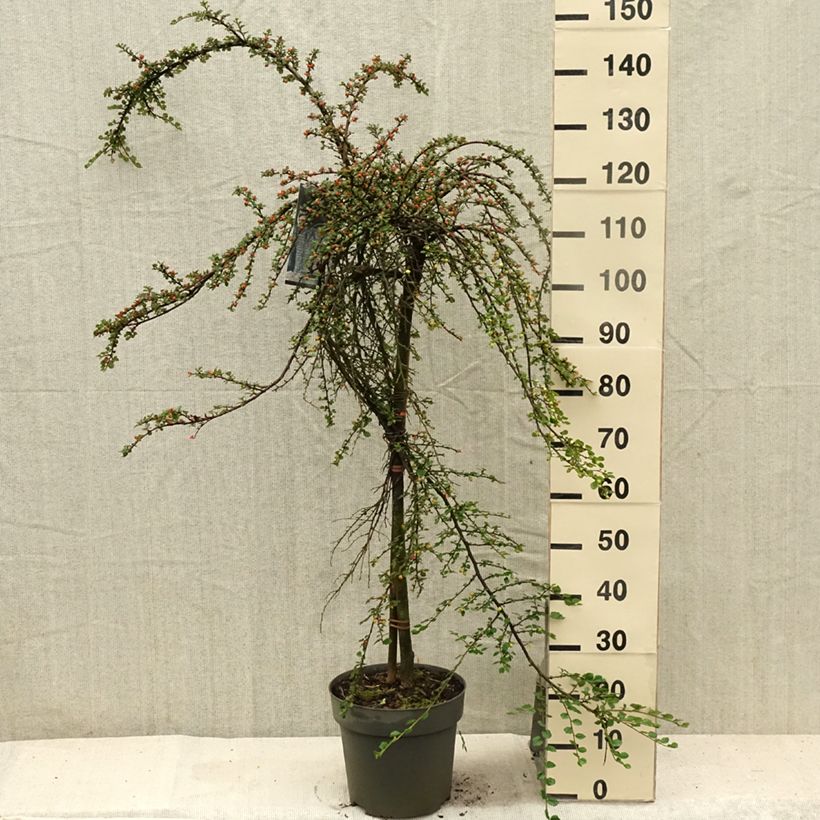 Spécimen de Cotoneaster praecox Boer Pot de 7,5L/10L, Tige, Tige de 80 tel que livré en été