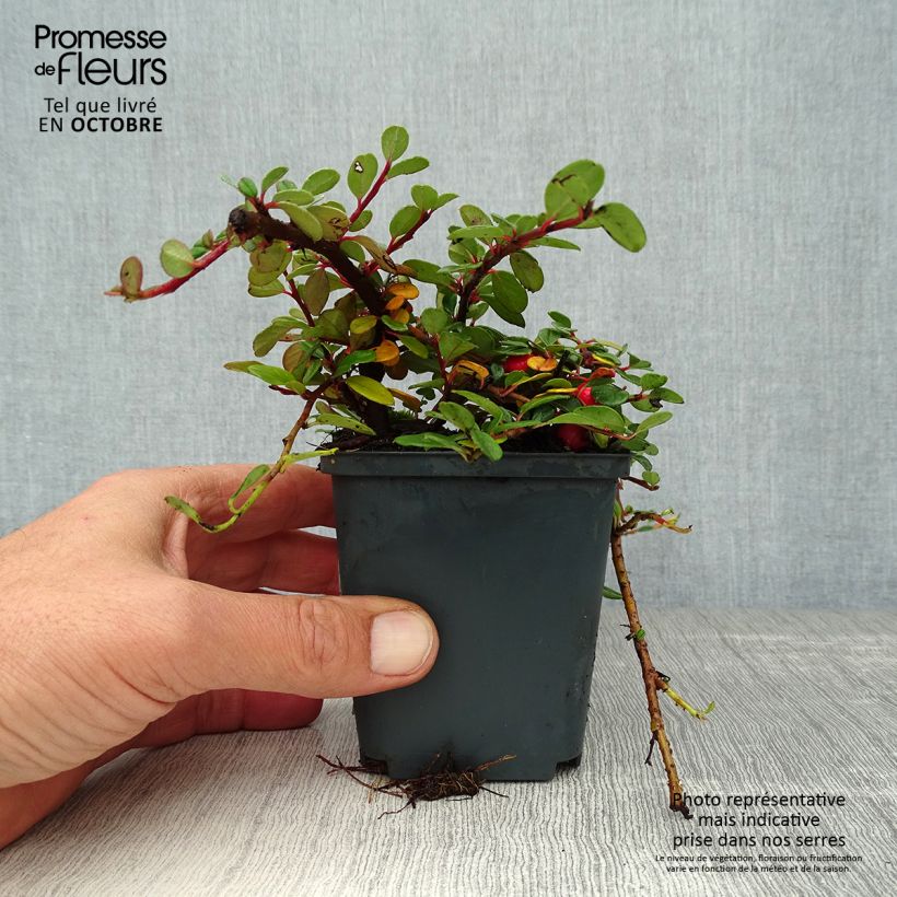 Spécimen de Cotoneaster procumbens Queen of Carpets Godet de 8/9 cm tel que livré en automne