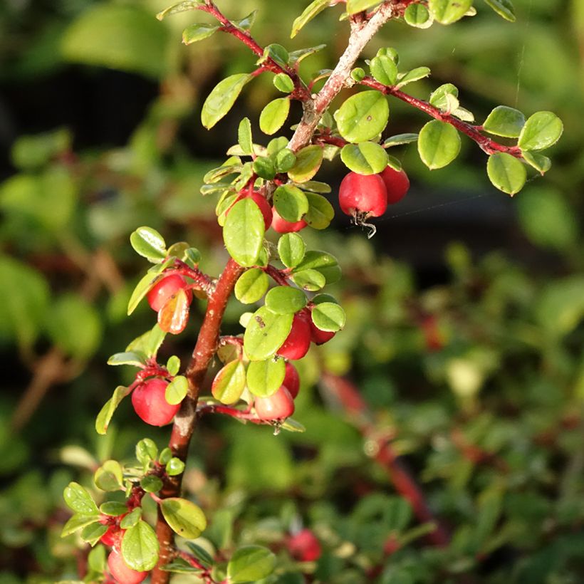 Cotoneaster procumbens Streibs Findling - Cotonéaster rampant (Harvest)
