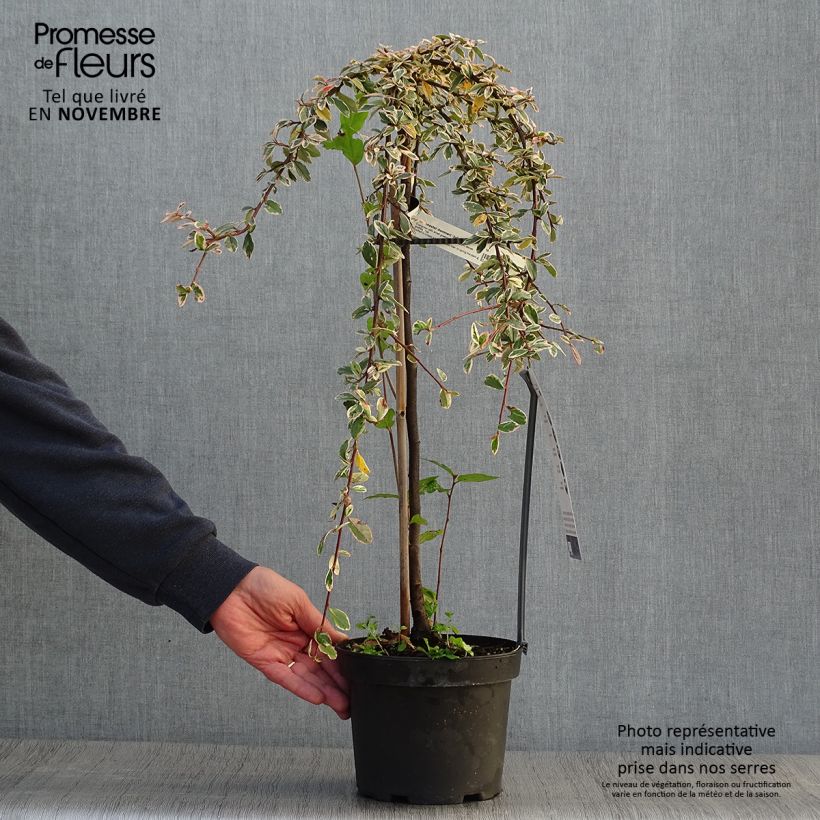 Spécimen de Cotoneaster suecicus Juliette Pot de 4L/5L, Tige, Tige de 60 cm tel que livré en automne