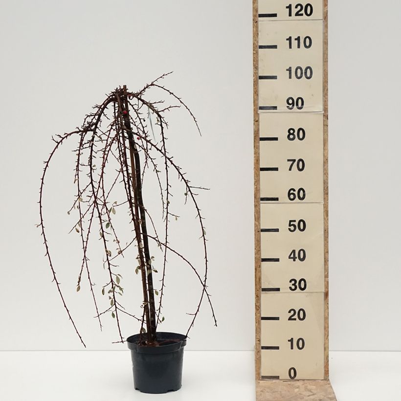 Example of Cotoneaster x suecicus Erlinda Pot de 3L/4L, Tige as you get in hiver
