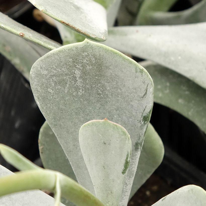 Cotyledon orbiculata Silver Dollar - Plante grasse (Feuillage)
