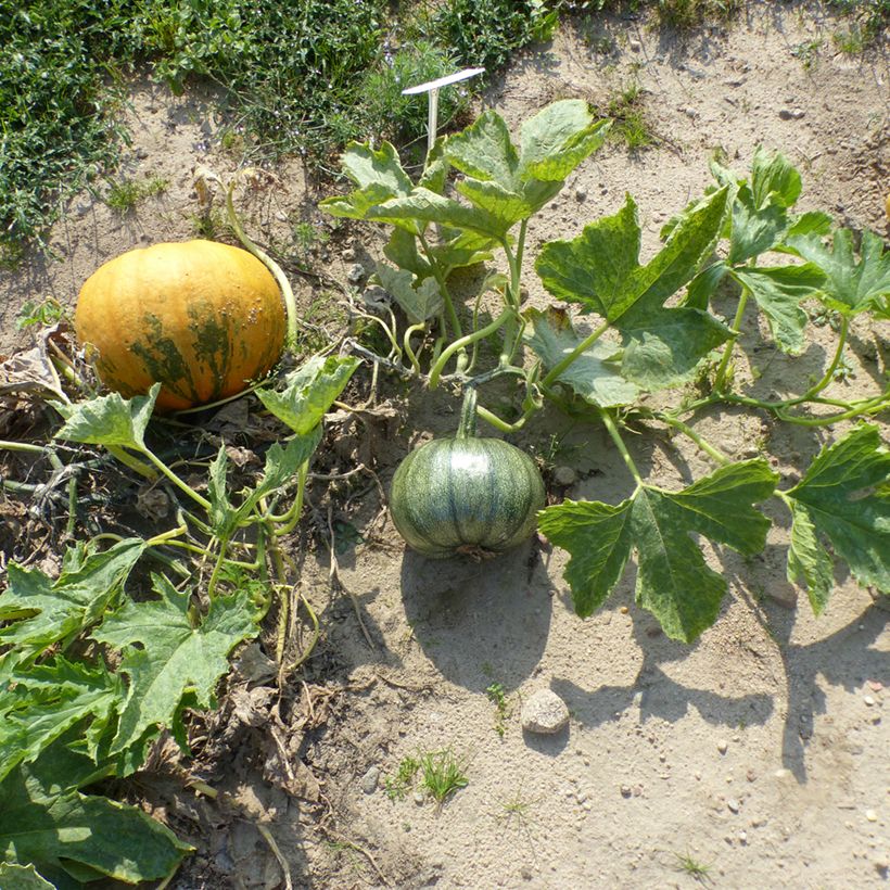 Courge à huile Miranda (Port)