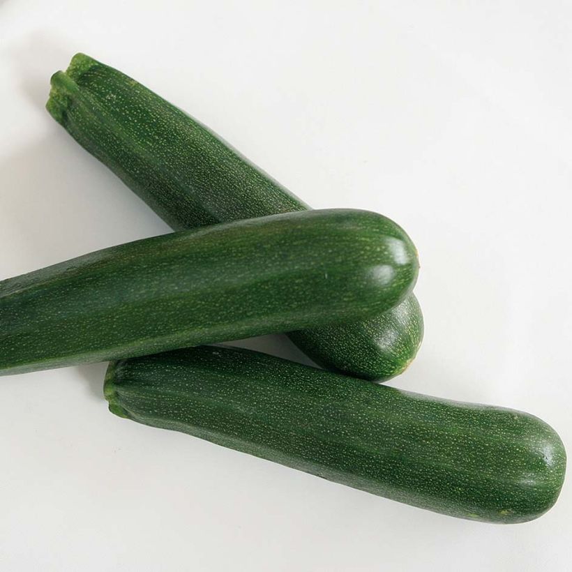 Courgette Kimber F1 en plants GREFFES  (Harvest)