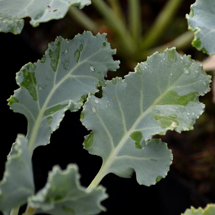 Crambe maritima - choux maritime (Foliage)