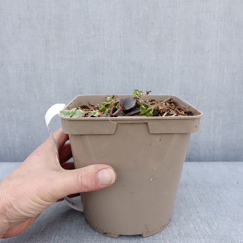 Example of Crassula Desert Diamond Pot de 3L/4L as you get in hiver
