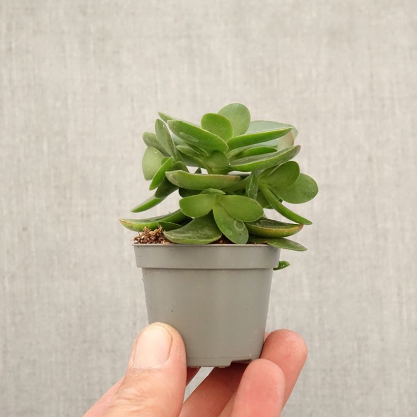 Spécimen de Crassula Money Maker - Arbre de Jade Mini-plante tel que livré au printemps