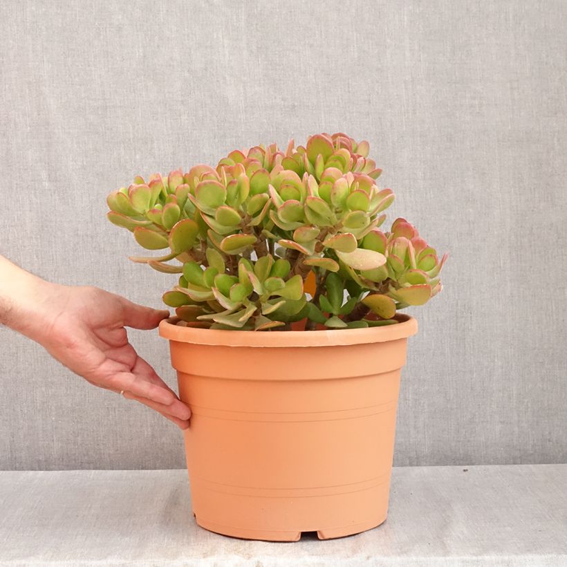 Example of Crassula ovata - Arbre de Jade Pot de 7,5L/10L, 30/35 diamètre as you get in ete