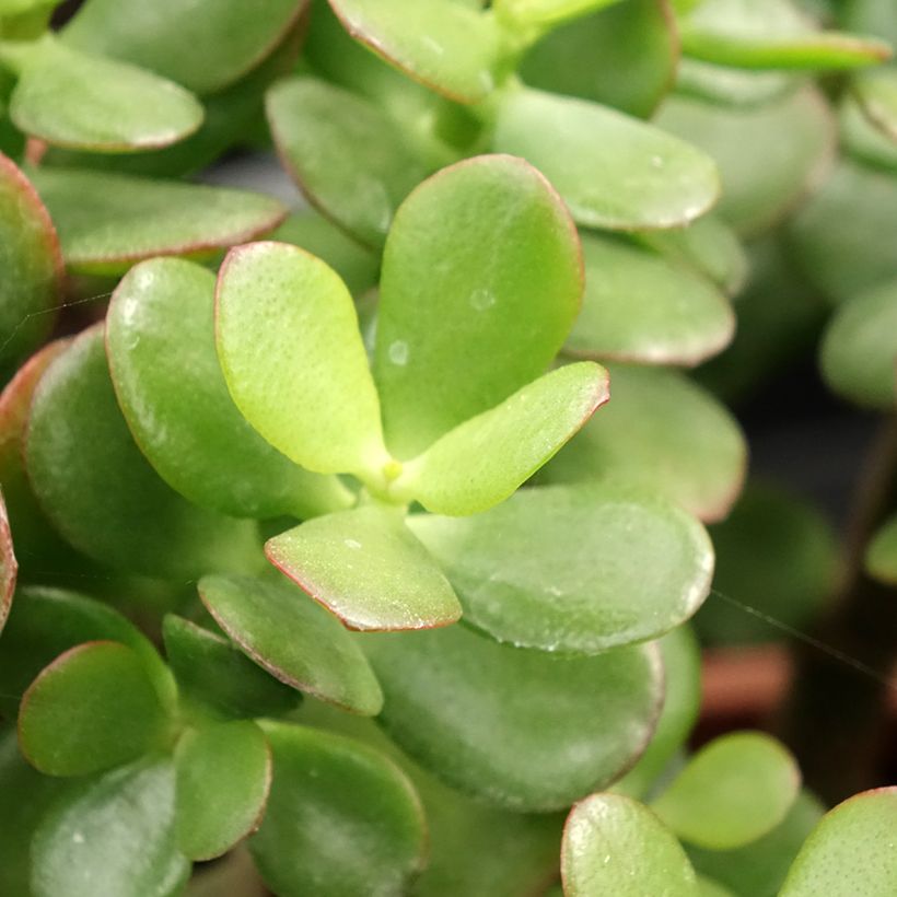 Crassula ovata Minor (Foliage)