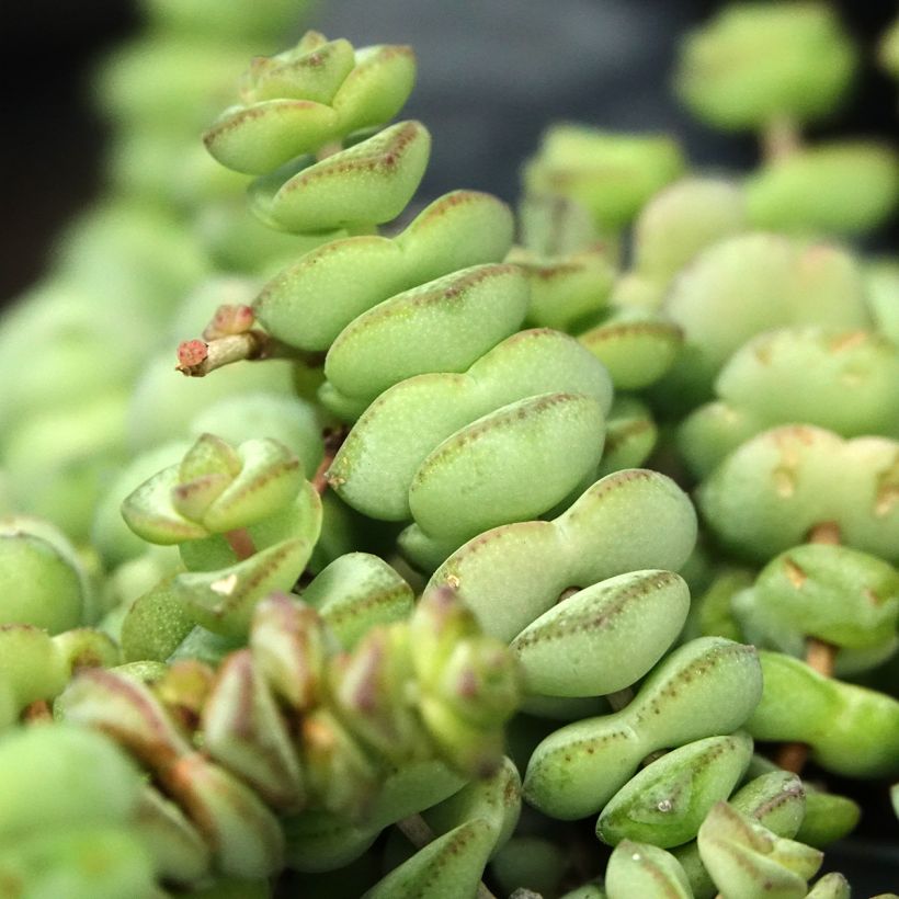 Crassula rupestris subsp. marnieriana (Feuillage)