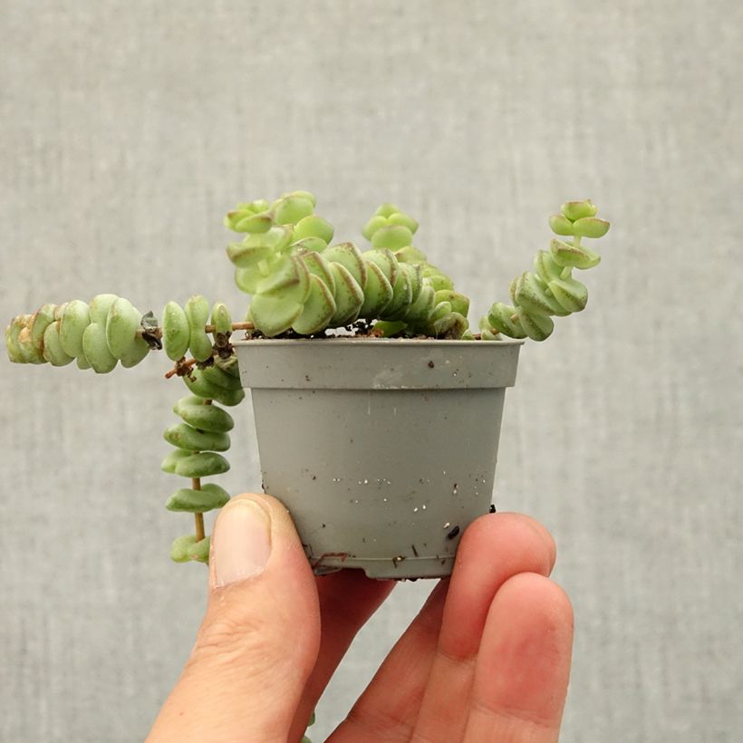 Spécimen de Crassula rupestris subsp. marnieriana Mini-plante tel que livré au printemps