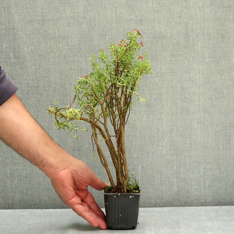 Spécimen de Crassula sarcocaulis Godet de 8/9 cm tel que livré en été