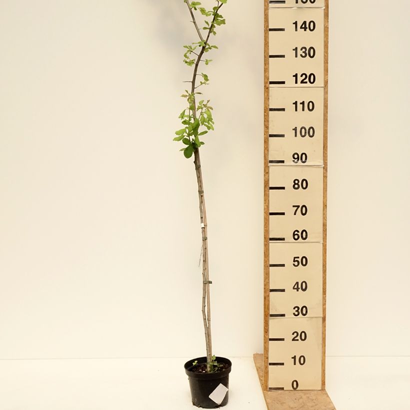 Example of Crataegomespilus dardarii Jules d'Asnière Pot de 3L/4L, Tige as you get in printemps