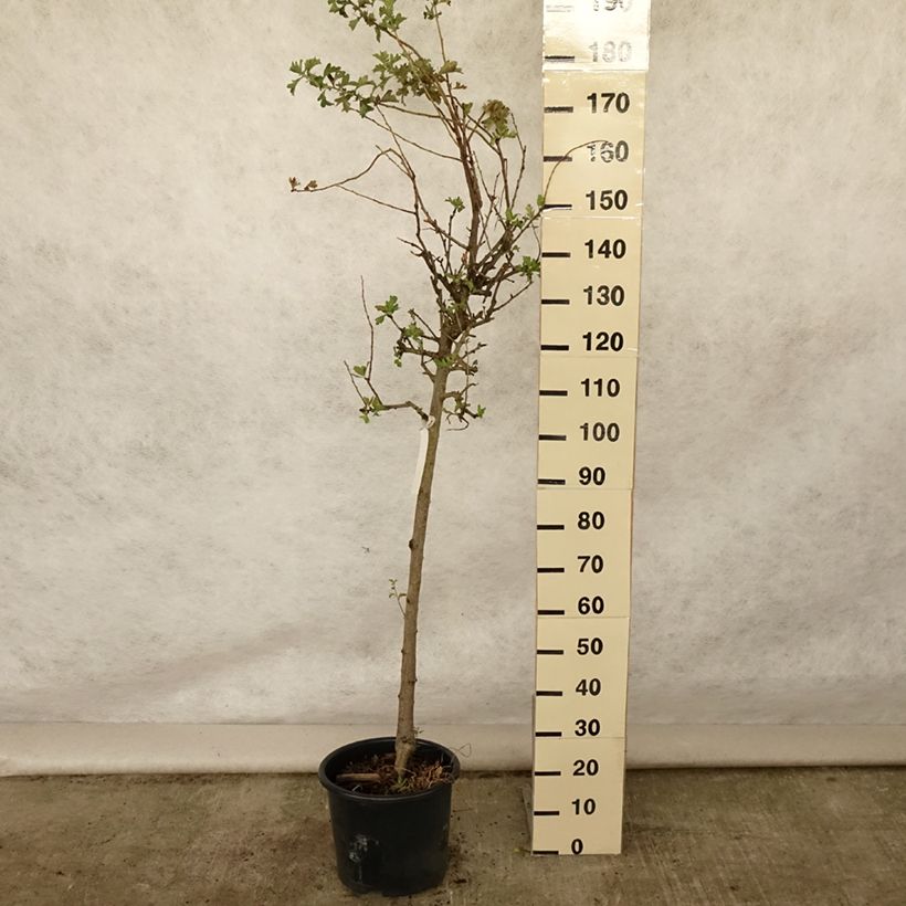 Spécimen de Crataegus azarolus - Azérolier Pot de 12L/15L, Demi-Tige, 1/2 tige tel que livré en été