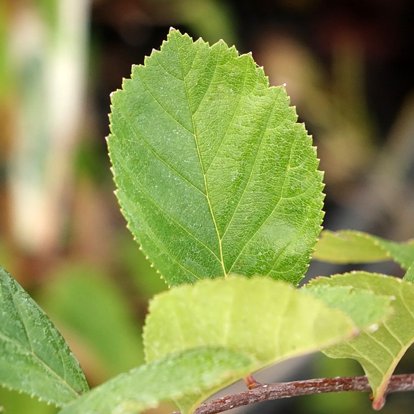 Crataegus crus-galli - Aubépine ergot de coq (Foliage)