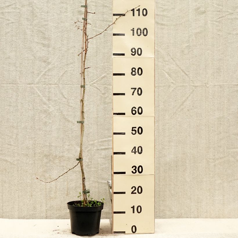 Spécimen de Crataegus laevigata Auriculata - Aubépine lisse Pot de 3L/4L tel que livré au printemps