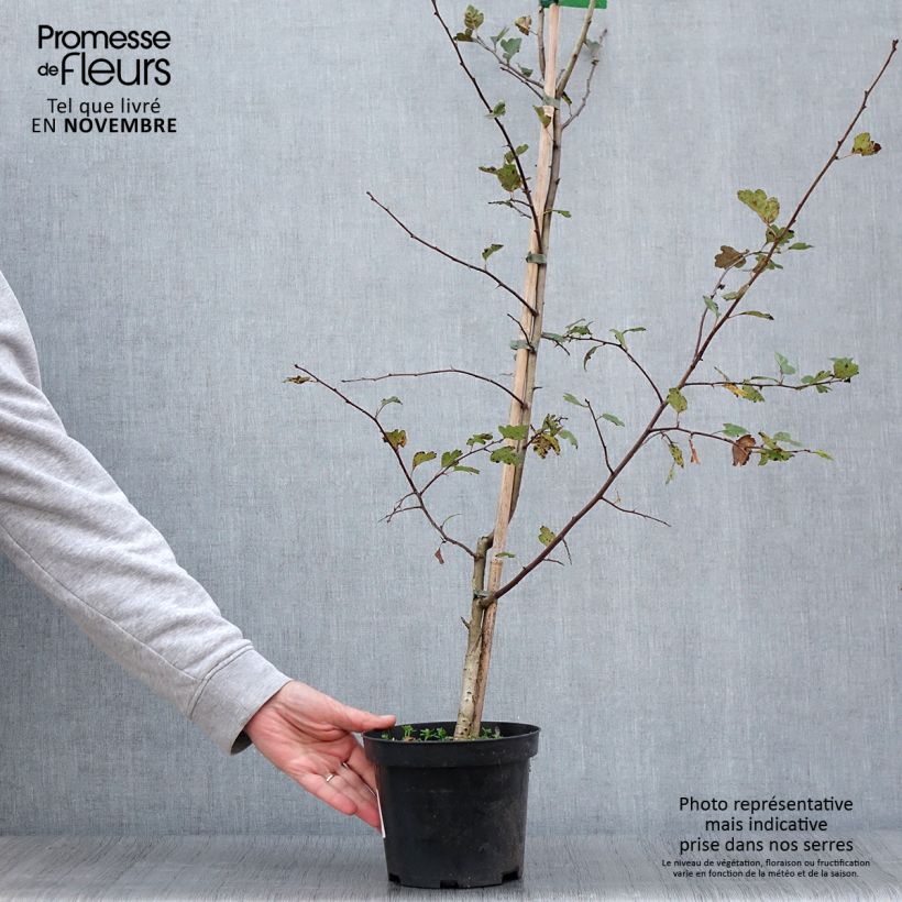 Spécimen de Crataegus laevigata Mutabilis Ravnholdt - Aubépine lisse Pot de 4L/5L tel que livré en automne