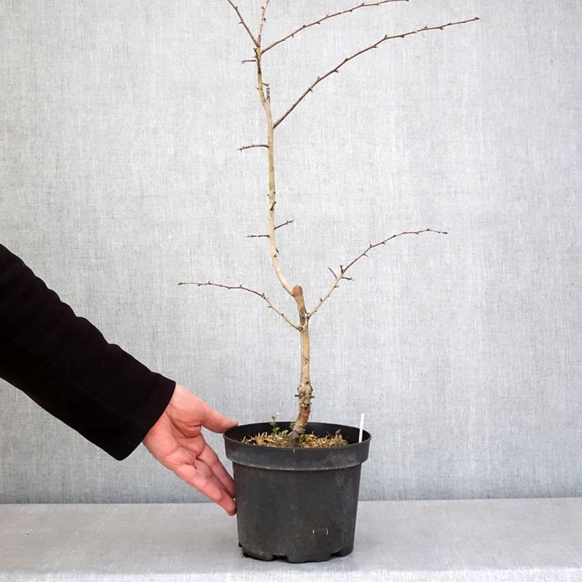 Example of Crataegus laevigata Rosea Flore Pleno - Aubépine Pot de 3L/4L as you get in printemps