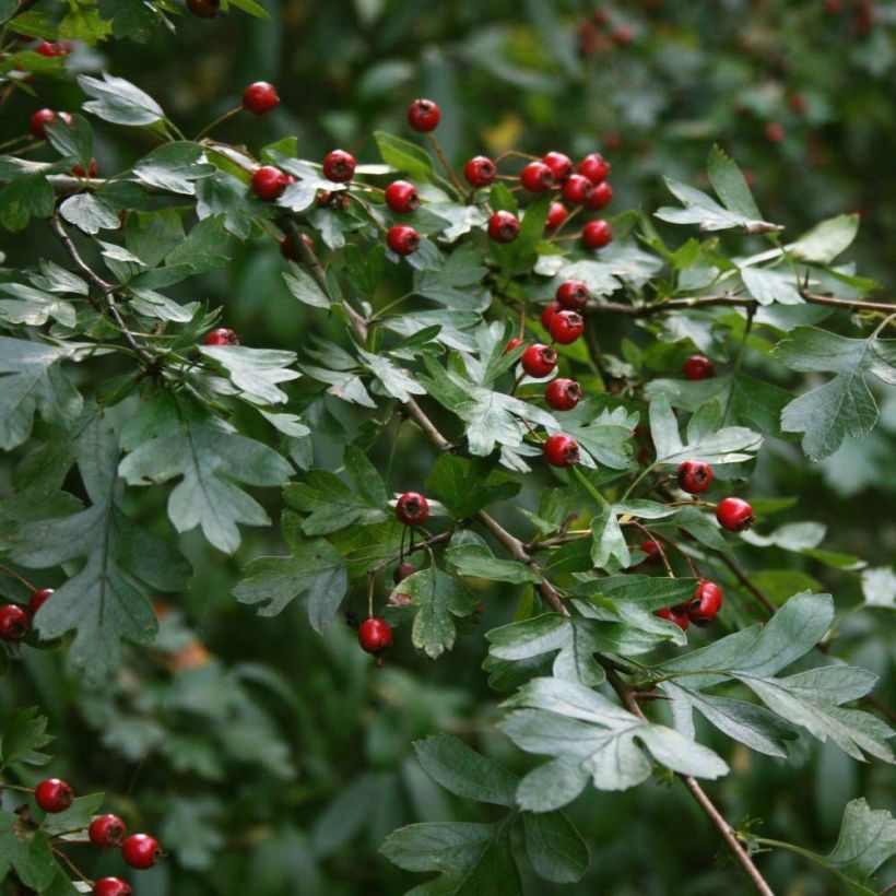 Aubépine, Epine blanche - Crataegus monogyna (Foliage)