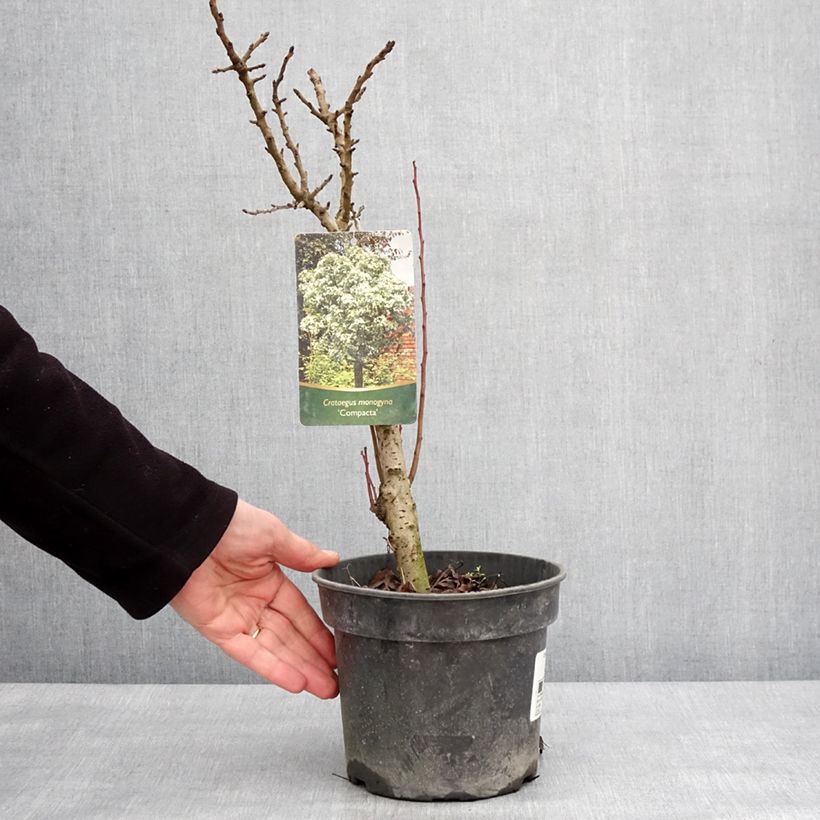 Spécimen de Crataegus monogyna Compacta - Aubépine monogyne Pot de 3L/4L tel que livré en hiver