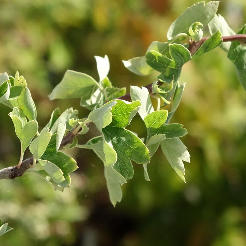 Crataegus monogyna Flexuosa - Aubépine monogyne (Foliage)