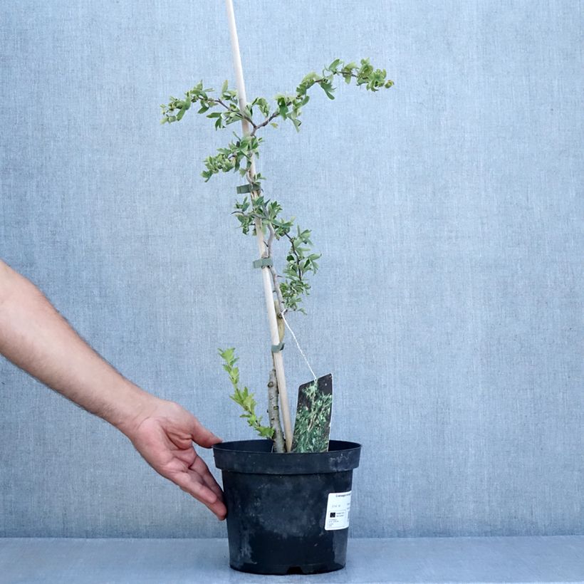Spécimen de Crataegus monogyna Flexuosa - Aubépine monogyne Pot de 3L/4L tel que livré en été