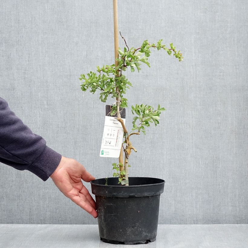 Example of Crataegus monogyna Flexuosa - Aubépine monogyne Pot de 3L/4L as you get in printemps
