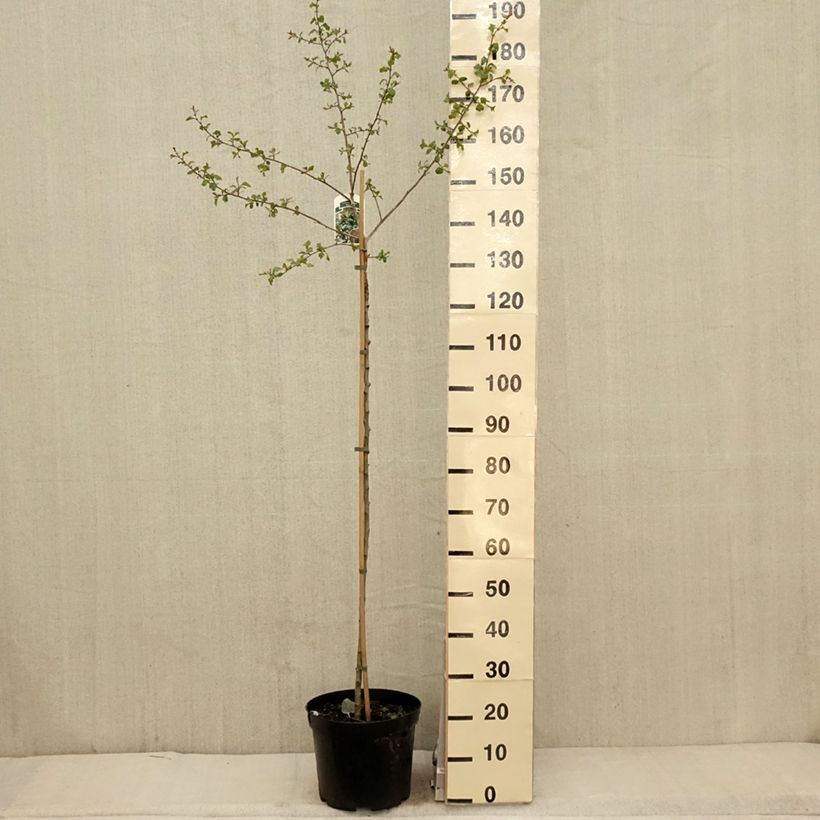 Example of Crataegus x media (x laevigata) Gireoudii - Aubépine hybride Coupe 7,5L / 10L as you get in printemps