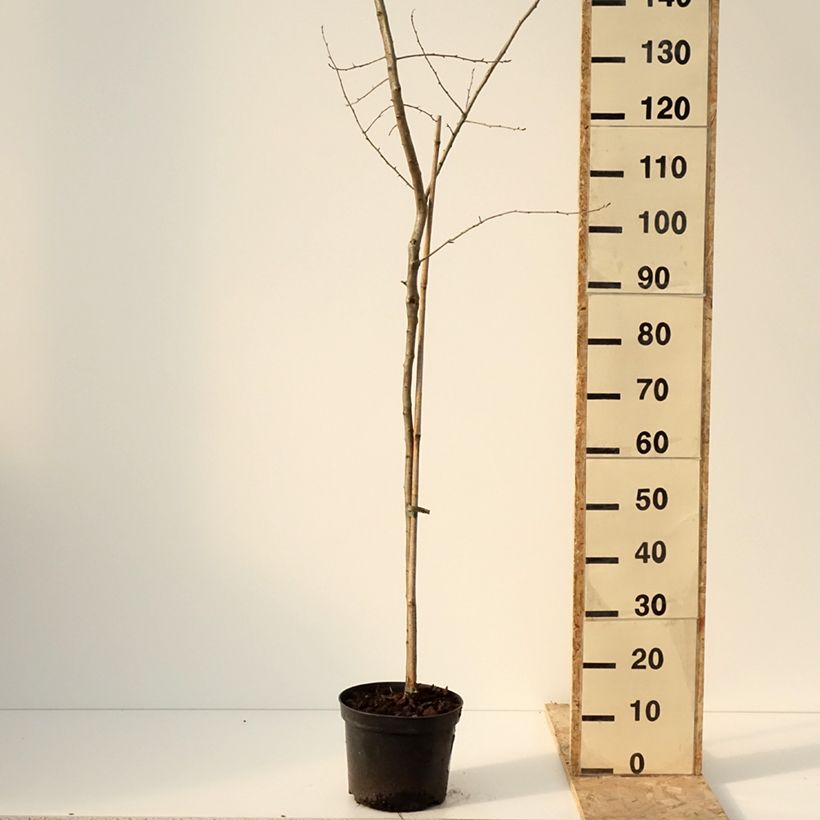 Example of Crataemespilus grandiflora - Aubépine hybride Pot de 4L/5L, Tige as you get in hiver