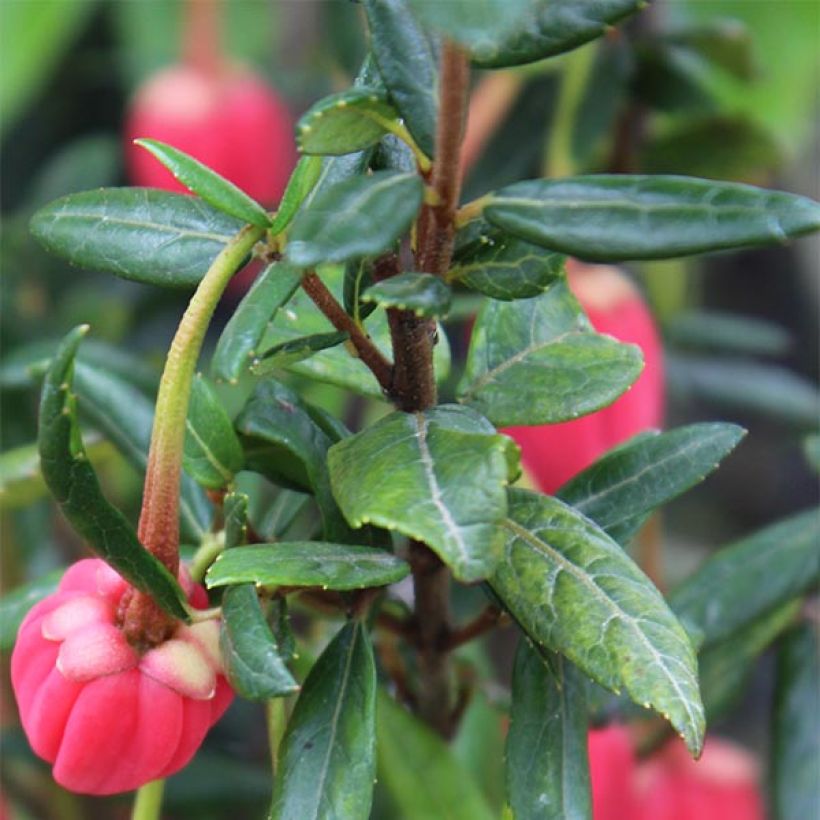 Crinodendron hookerianum - Arbre aux lanternes (Foliage)